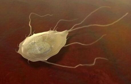 A Giardia is parazita! 