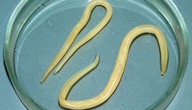 Hogyan lehet helyesen elvégezni az ascariasis teszteket