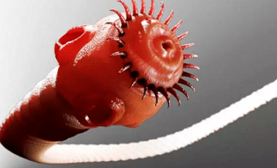 Milyen paraziták élhetnek az emberi testben