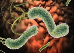 vírusok és baktériumok