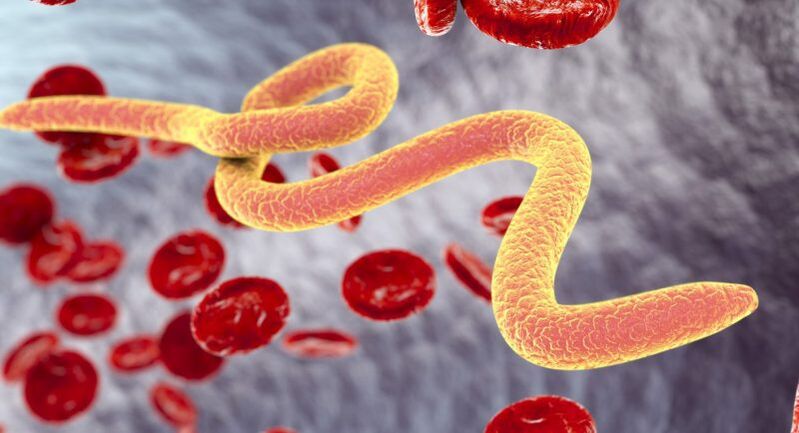 Parazita szervezetek